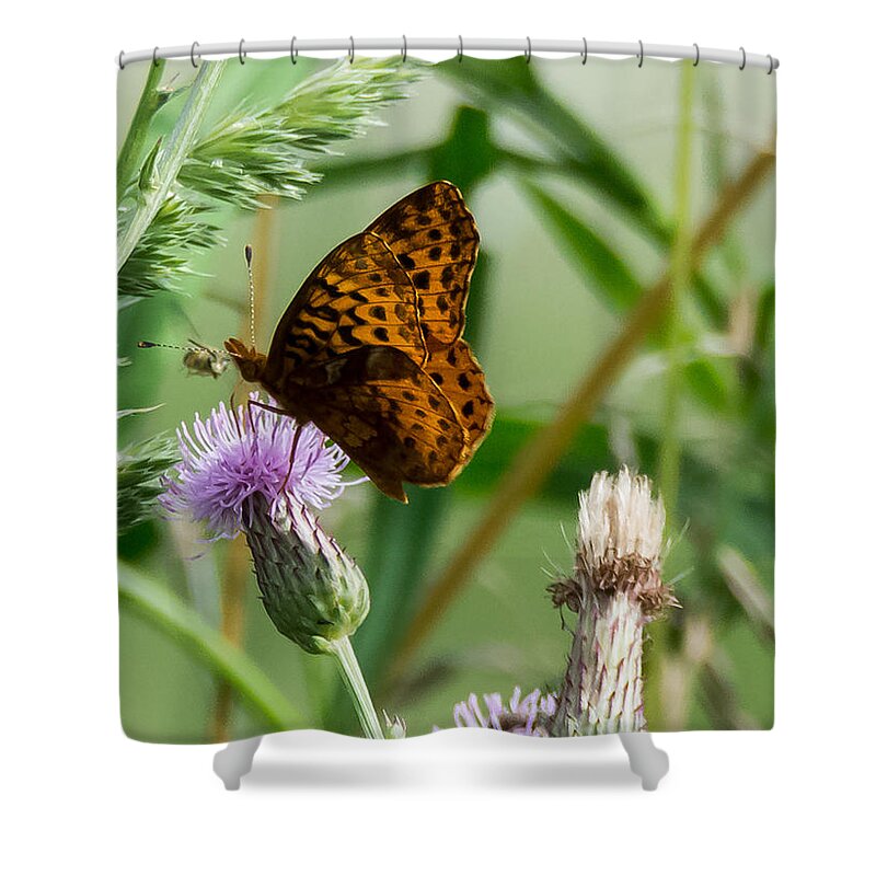 Great Spangled Fritillary Shower Curtain featuring the photograph Great Spangled Fritillary by Holden The Moment