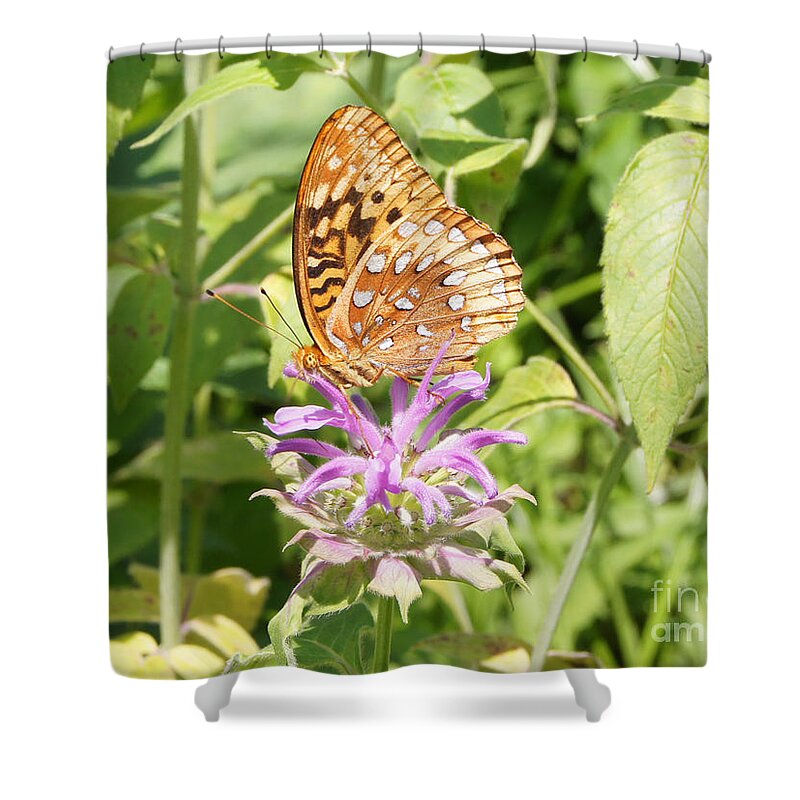 Butterly Shower Curtain featuring the photograph Great Spangled Fritillary on Bee Balm Flower by Robert E Alter Reflections of Infinity