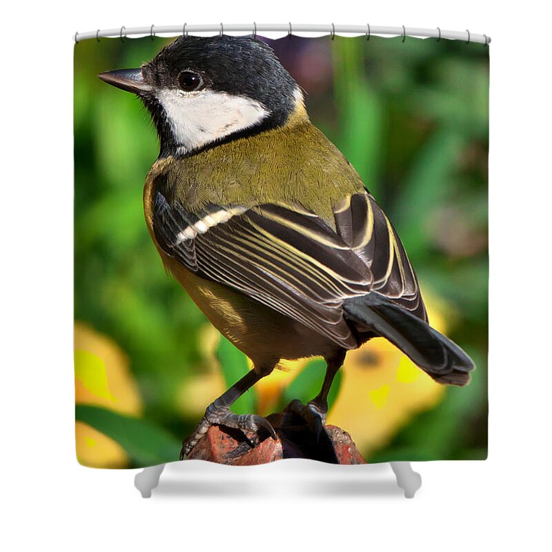 Great Tit Shower Curtain featuring the photograph Great Tit British Bird parus major by Martyn Arnold
