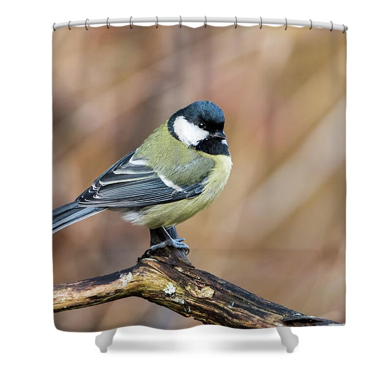 Great Tit Shower Curtain featuring the photograph Great Tit in Fall by Torbjorn Swenelius