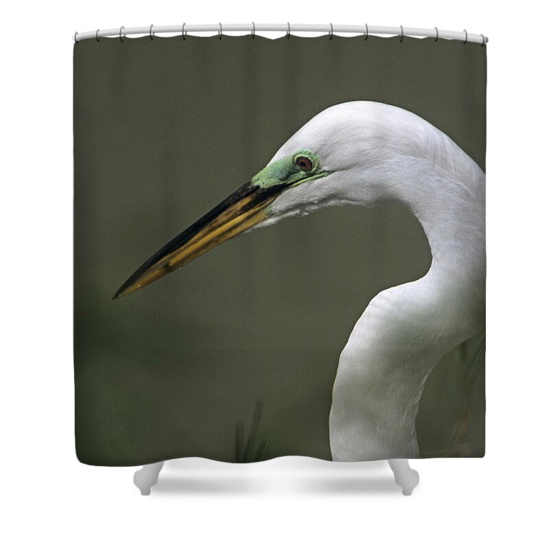 Wading Bird Shower Curtain featuring the photograph Great White Egret in Breeding Plumage Headshot by John Harmon
