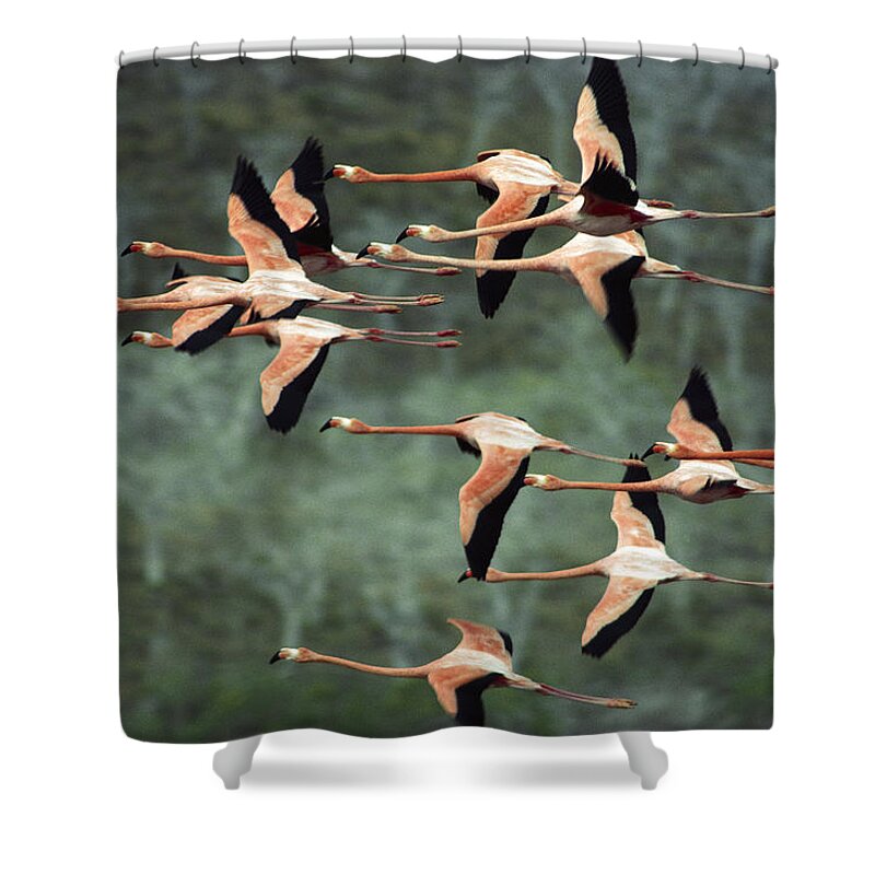 Mp Shower Curtain featuring the photograph Greater Flamingo Phoenicopterus Ruber by Tui De Roy