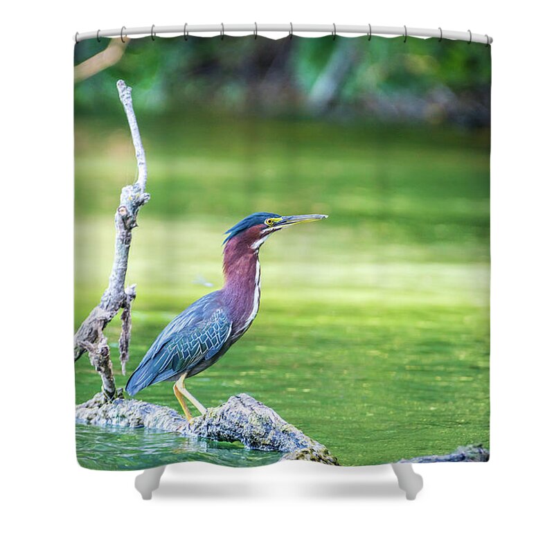 Green-backed Heron Shower Curtain featuring the photograph Green Backed Heron by Pamela Williams