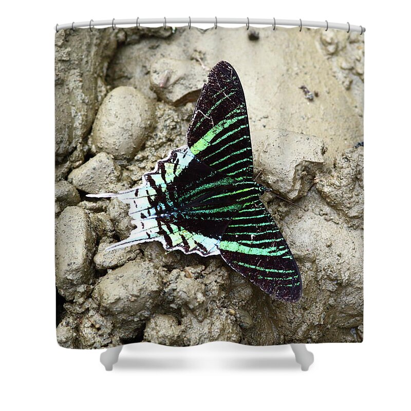 Butterfly Shower Curtain featuring the photograph Green-banded Urania moth Urania leilus by James Brunker