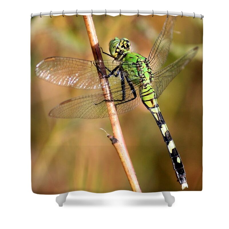 Dragonfly Shower Curtain featuring the photograph Green Dragonfly Closeup by Carol Groenen