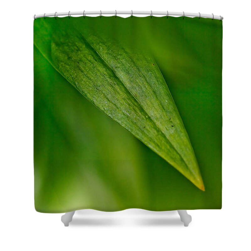 Leaf Shower Curtain featuring the photograph Green Edges by Az Jackson