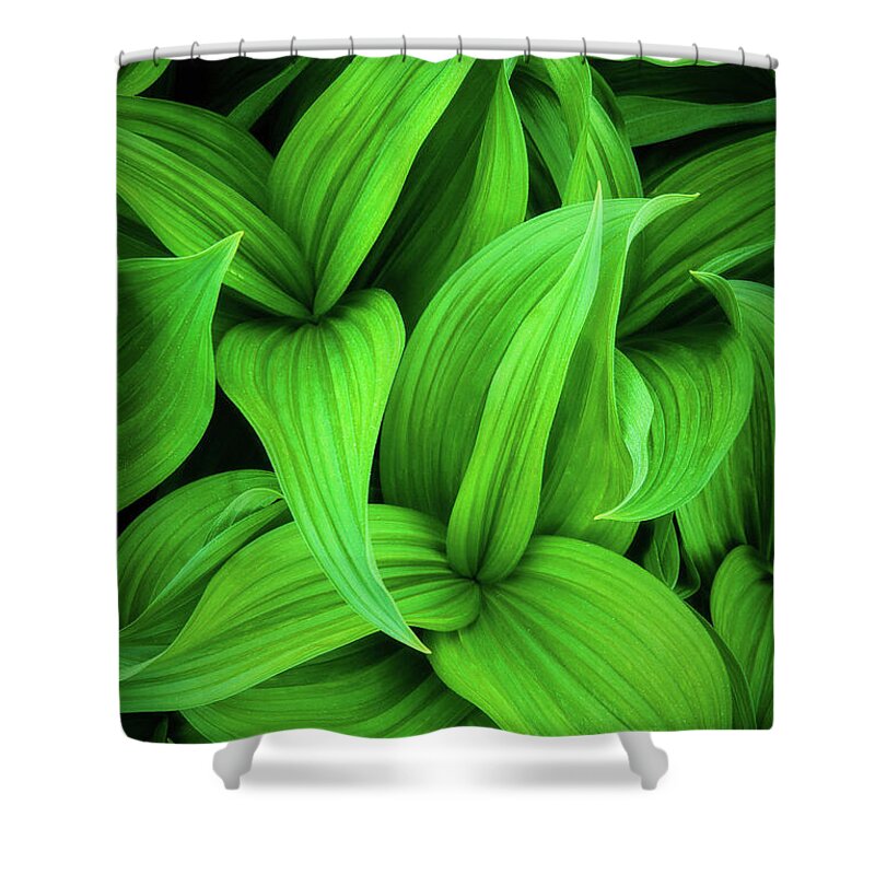 America Shower Curtain featuring the photograph Green False Hellebore by Inge Johnsson