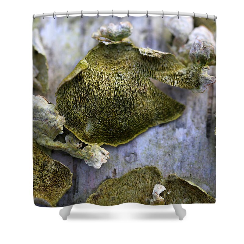 Fungus Shower Curtain featuring the photograph Green Fungi by Mary Bedy