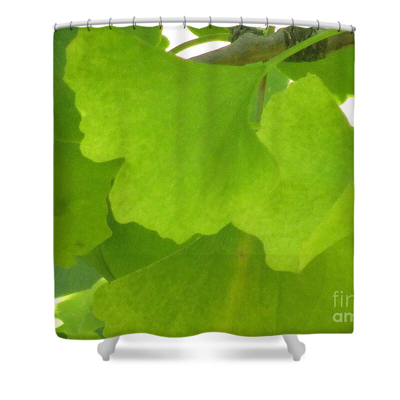 Ginkgo Leaves Shower Curtain featuring the photograph Green Ginkgo by Kim Tran