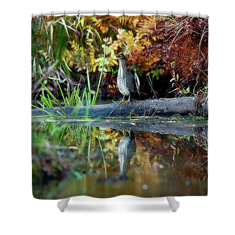 Fall Shower Curtain featuring the photograph Green Heron by Benjamin Dahl