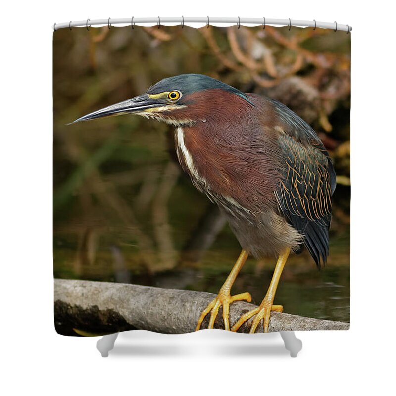 Green Heron Shower Curtain featuring the photograph Green Heron Over Everglades Pond by Natural Focal Point Photography