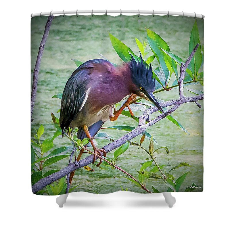 2d Shower Curtain featuring the photograph Green Heron Perched by Brian Wallace