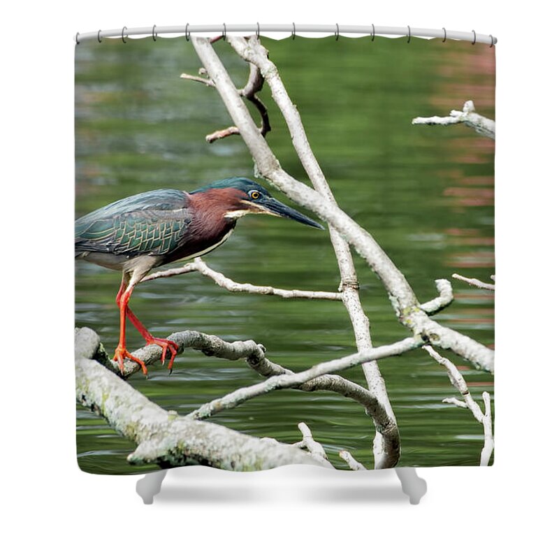 Green Heron Shower Curtain featuring the photograph Green Heron by Sam Rino