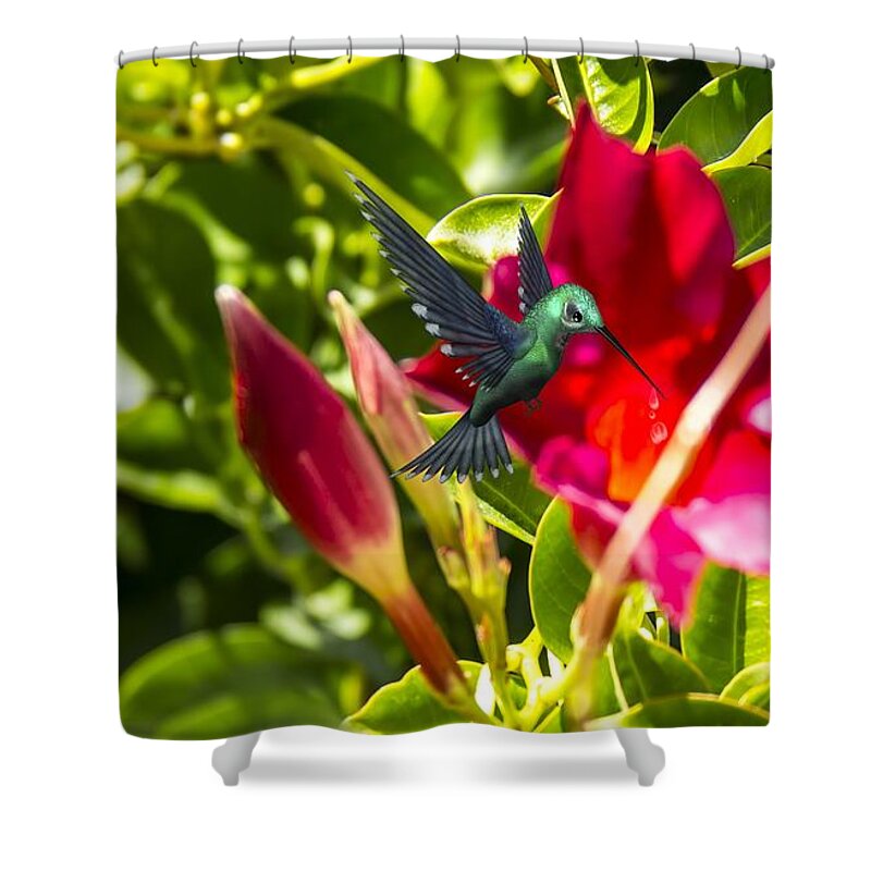 Green Hummingbird Shower Curtain featuring the photograph Green Hummingbird by Pat Cook