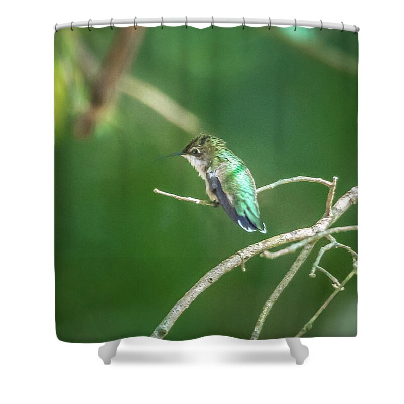 Green Shower Curtain featuring the photograph Green Hummingbird Pirched On A Tree In A Wild by Alex Grichenko
