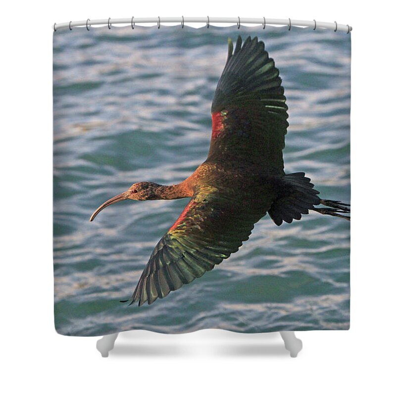 Ibis Shower Curtain featuring the photograph Green Ibis 6 by Shoal Hollingsworth