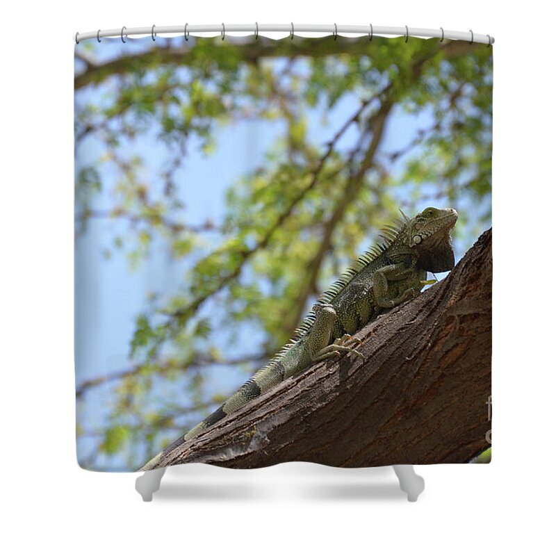 Iguana Shower Curtain featuring the photograph Green Iguana Climbing up the Trunk of a Tree by DejaVu Designs