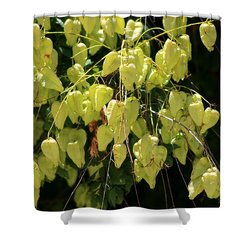 New Mexico Shower Curtain featuring the photograph Green Lanterns by Colleen Cornelius