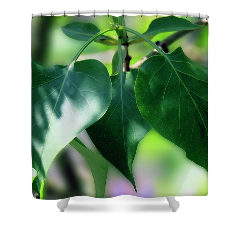 Green Shower Curtain featuring the photograph Green Leaves 2 by Johanna Hurmerinta