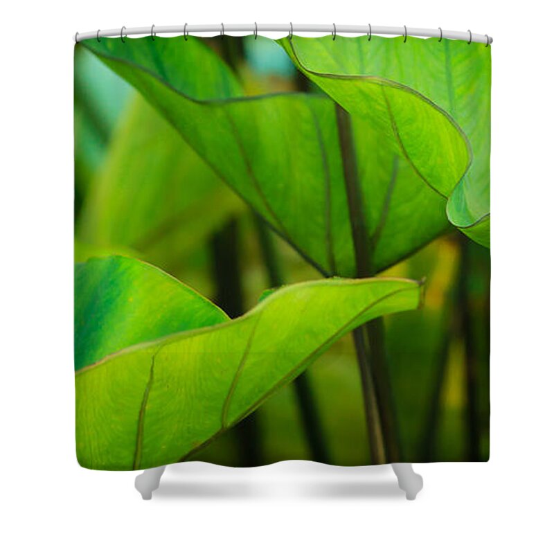 Cantigny Shower Curtain featuring the photograph Green Leaves at Cantigny by Joni Eskridge