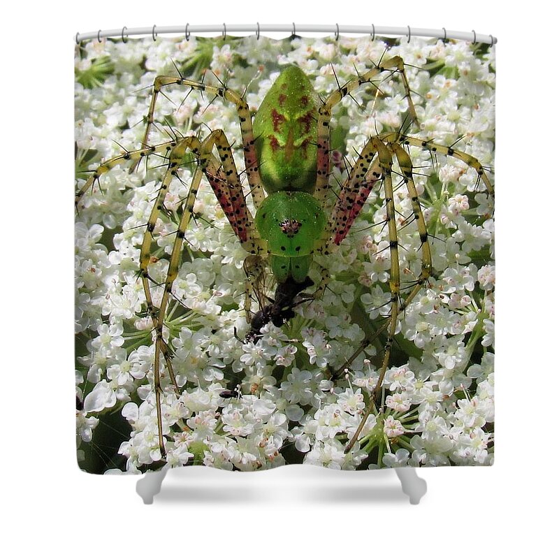 Green Lynx Spider Shower Curtain featuring the photograph Green Lynx by Joshua Bales