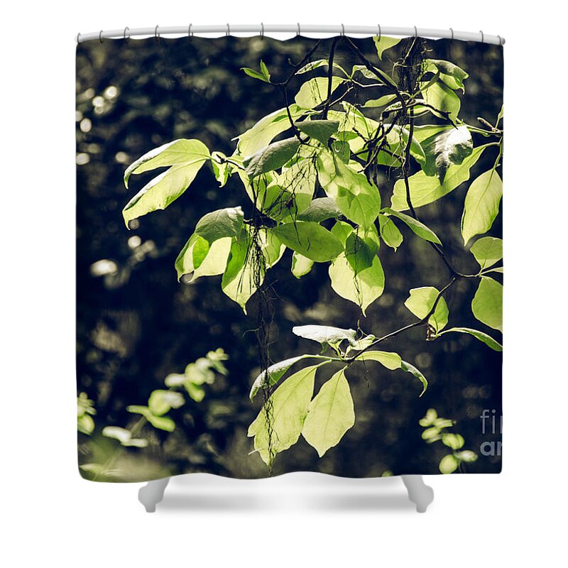 Foliage Shower Curtain featuring the photograph Green Mood 2 by Andrea Anderegg