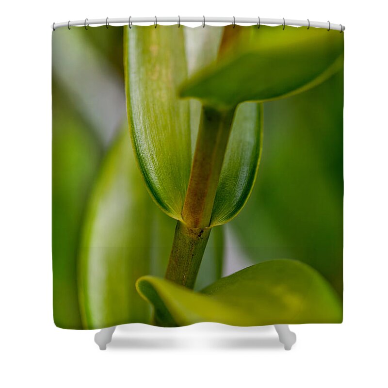Leaf Shower Curtain featuring the photograph Green Stork by Az Jackson