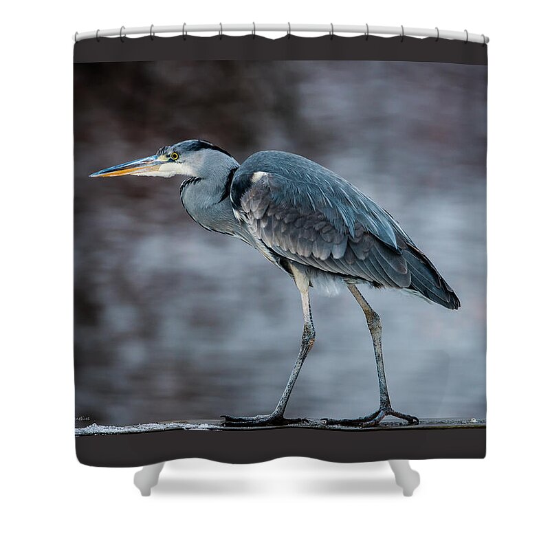 Grey Heron Shower Curtain featuring the photograph Grey Heron Profile by Torbjorn Swenelius