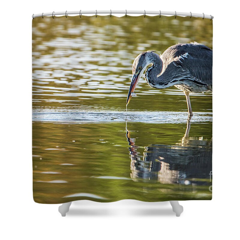 Grey Heron Shower Curtain featuring the photograph Grey Herons Catch by Torbjorn Swenelius