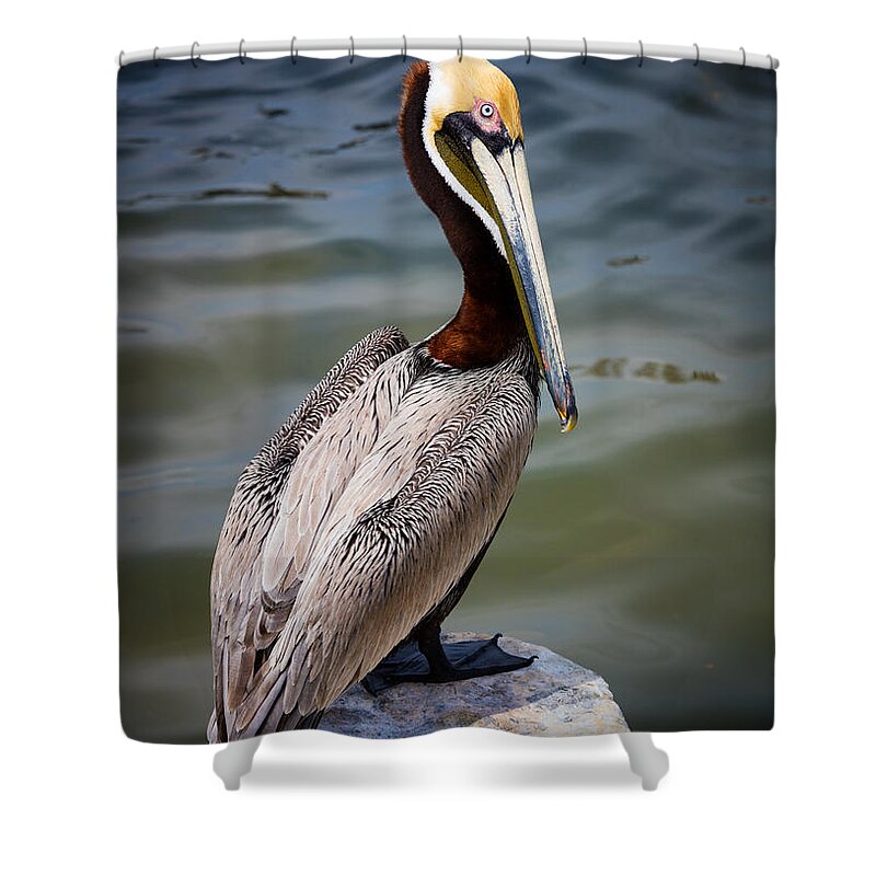 America Shower Curtain featuring the photograph Grey Pelican by Inge Johnsson