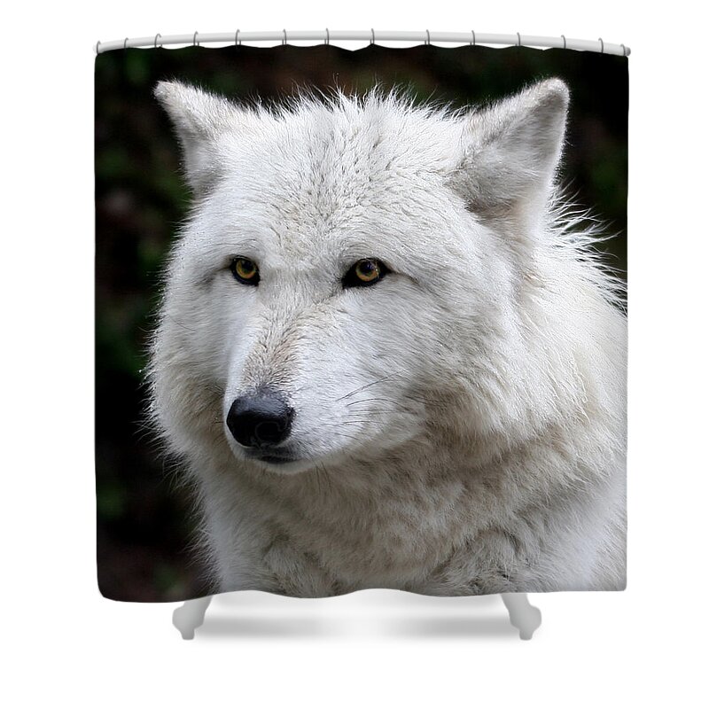 Grey Shower Curtain featuring the photograph Grey Wolf Grouse Mountain Vancouver by Pierre Leclerc Photography