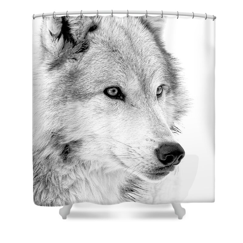Wolves Shower Curtain featuring the photograph Grey Wolf Profile by Athena Mckinzie