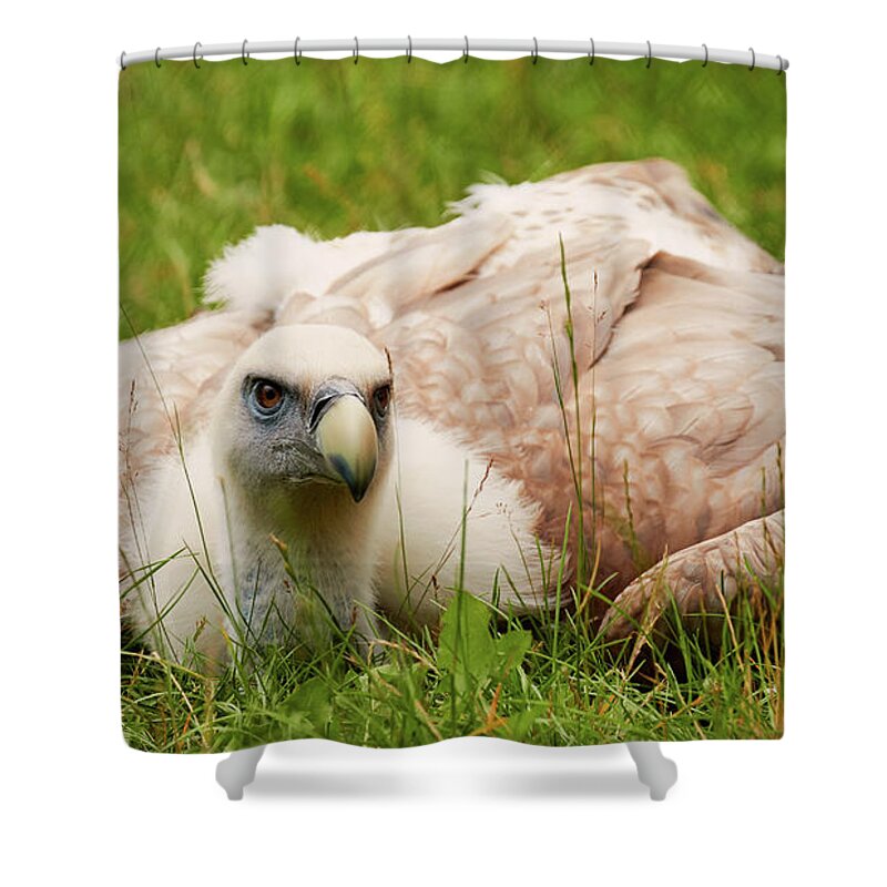 Griffon Shower Curtain featuring the photograph Griffon vulture by Nick Biemans