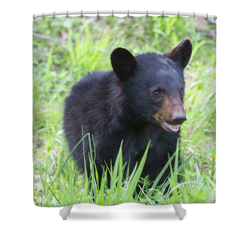 Animals Shower Curtain featuring the photograph Grin and Bear It by Chris Scroggins