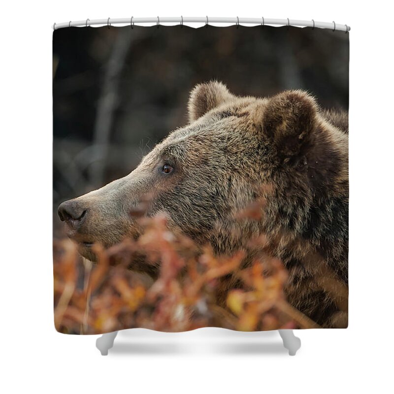 Mark Miller Photos Shower Curtain featuring the photograph Grizzly Bear Portrait in Fall by Mark Miller