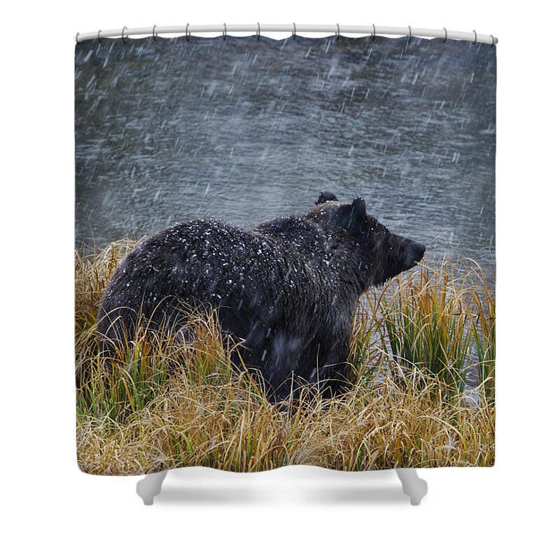 Grizzly Shower Curtain featuring the photograph Grizzly in Falling Snow by Mark Miller