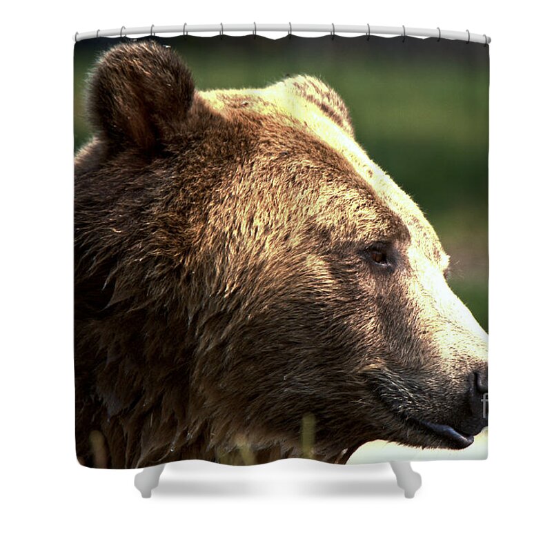 Grizzly Shower Curtain featuring the photograph Grizzly Reflecting In The Water by Adam Jewell
