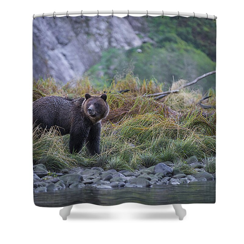 Bear Shower Curtain featuring the photograph Grizzly Watching by Bill Cubitt