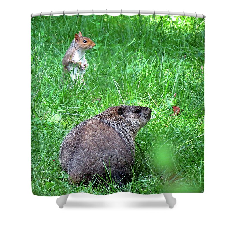 Groundhog Shower Curtain featuring the photograph Groundhog and Squirrel Chance Encounter by Linda Stern