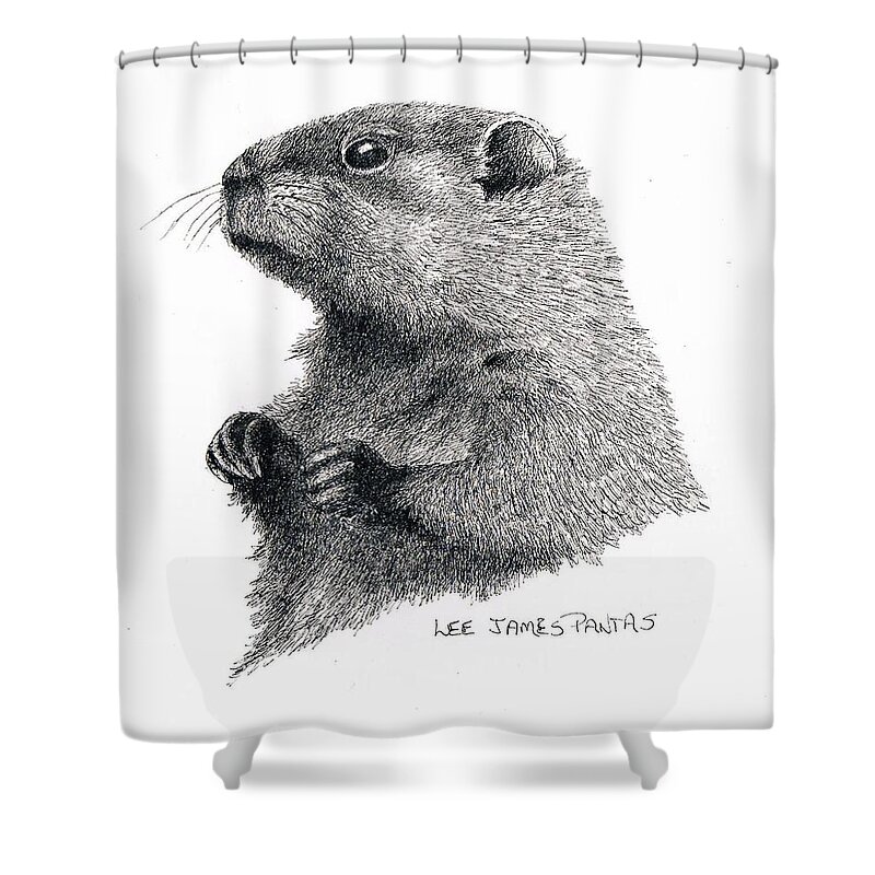 Woodchuck Shower Curtain featuring the drawing Groundhog or Woodchuck by Lee Pantas