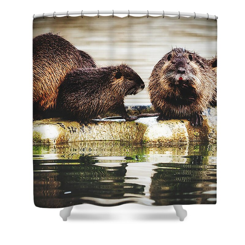 Nutria Shower Curtain featuring the photograph Group Of Nutria by Mountain Dreams