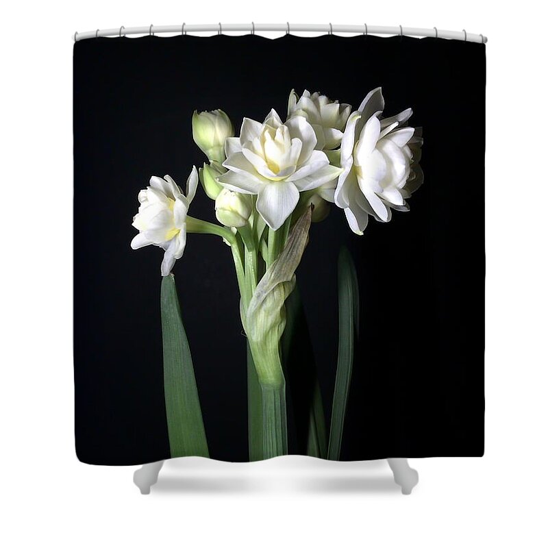 Photograph Shower Curtain featuring the photograph Grow Tiny Paperwhites Narcissus Photograph by Delynn Addams by Delynn Addams