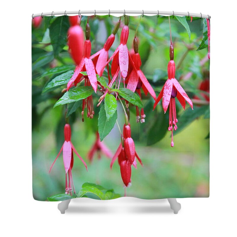 Fuschia Shower Curtain featuring the photograph Growing in Red and Purple by Laddie Halupa