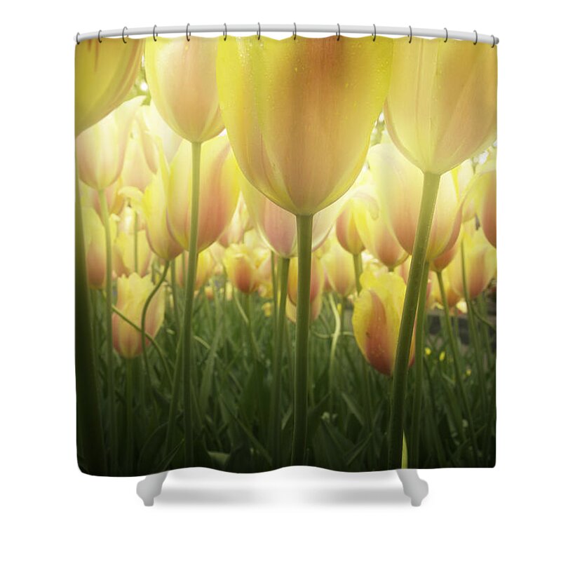 Tulip Shower Curtain featuring the photograph Growing Tulips by Anastasy Yarmolovich