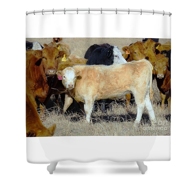 Calf Shower Curtain featuring the photograph Growing up by Merle Grenz