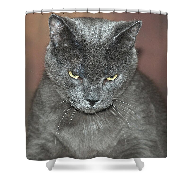 Cat Shower Curtain featuring the photograph Grumpy Cat by Richard Bryce and Family