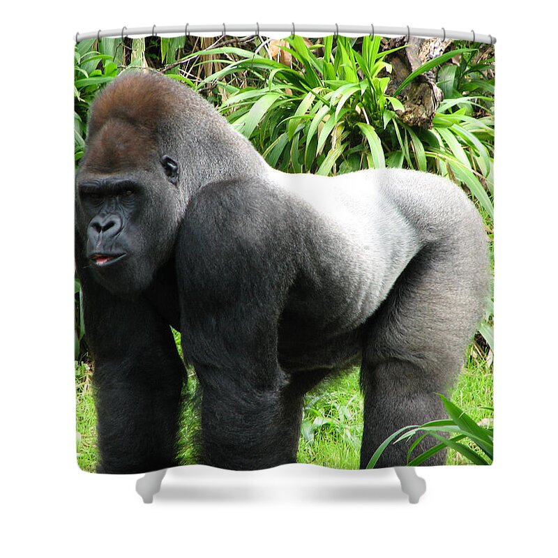 Gorilla Shower Curtain featuring the photograph Grumpy Gorilla II by Creative Solutions RipdNTorn
