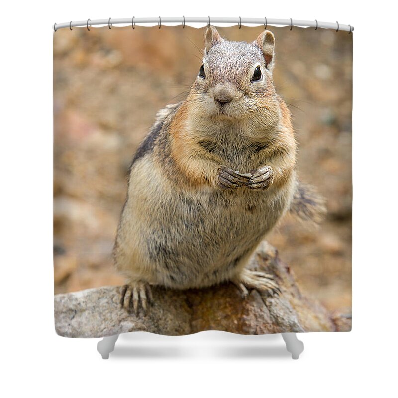 Squirrel Shower Curtain featuring the photograph Grumpy Squirrel by Chris Scroggins