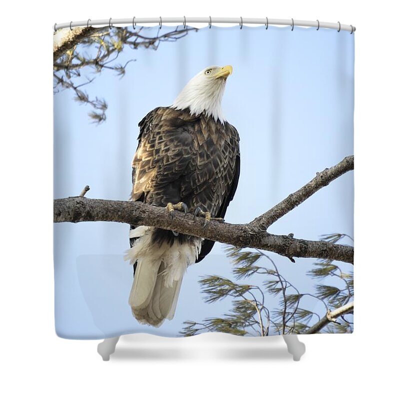 Curiousity Shower Curtain featuring the photograph Guardian Perch by Bonfire Photography