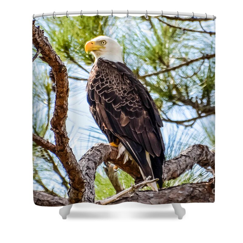 Nest Shower Curtain featuring the photograph Guarding the Nest by Lisa Kilby
